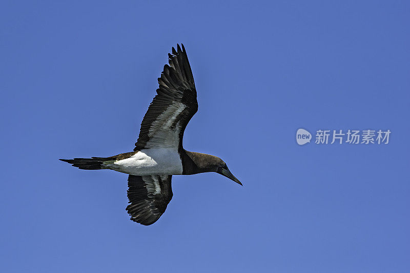 褐鲣鸟，Sula leucogaster，是鲣鸟科的一种大型海鸟。